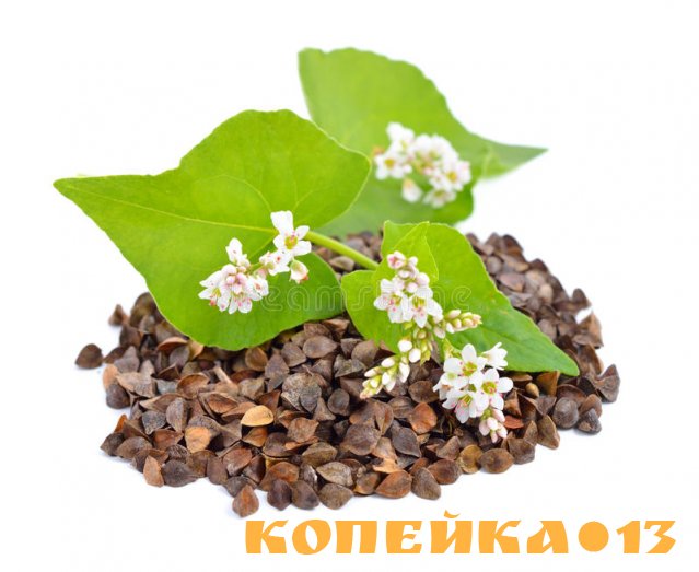 Куплю гречиху
