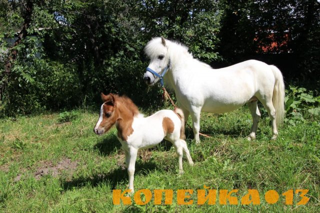 продам пони и жеребят