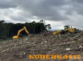 Расчистка территорий от деревьев и пней от 1 Га фото3