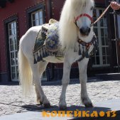 пони, кони, трон фото3