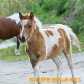 продам пони и жеребят фото1
