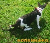 Вязка Корниш рекс фото2
