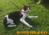 Вязка Корниш рекс фото0
