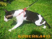Вязка Корниш рекс фото1