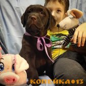 Щенки лабрадора от проверенных родителей фото1